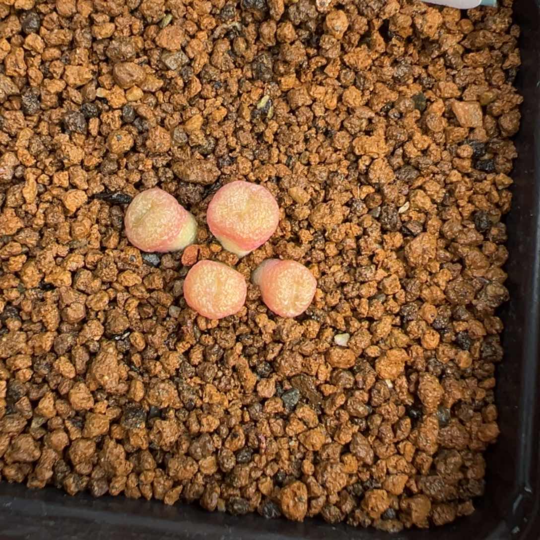 24-02肉锥多肉植物