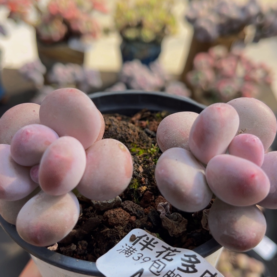 519/6cm彩虹奶多肉植物