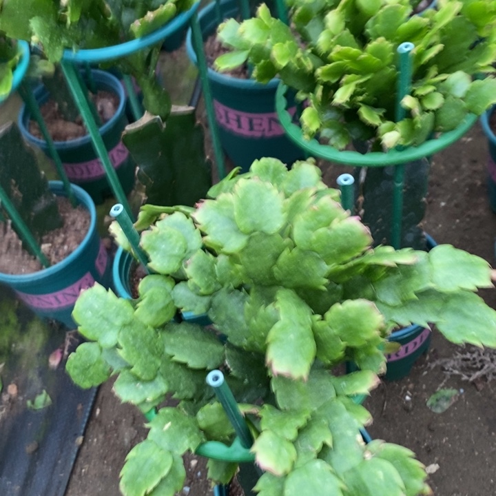 荒***梦完全开放061大花重瓣