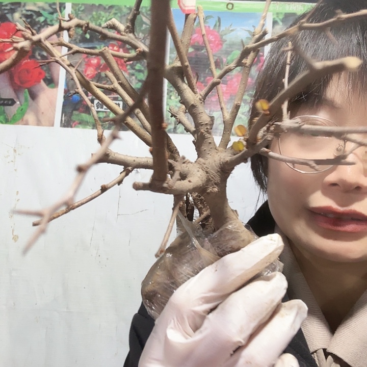 完全开放原生子宝一棵