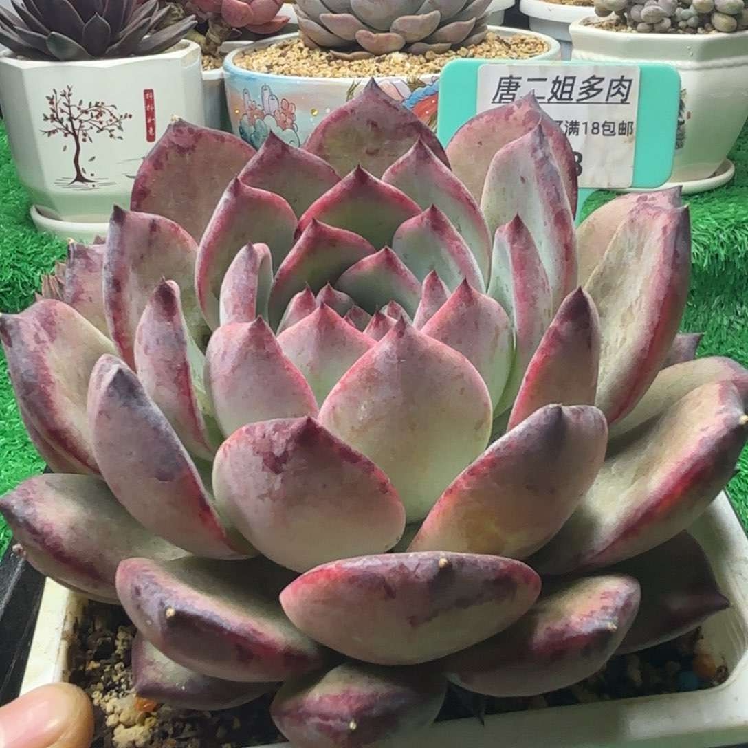 唐二姐多肉编号183