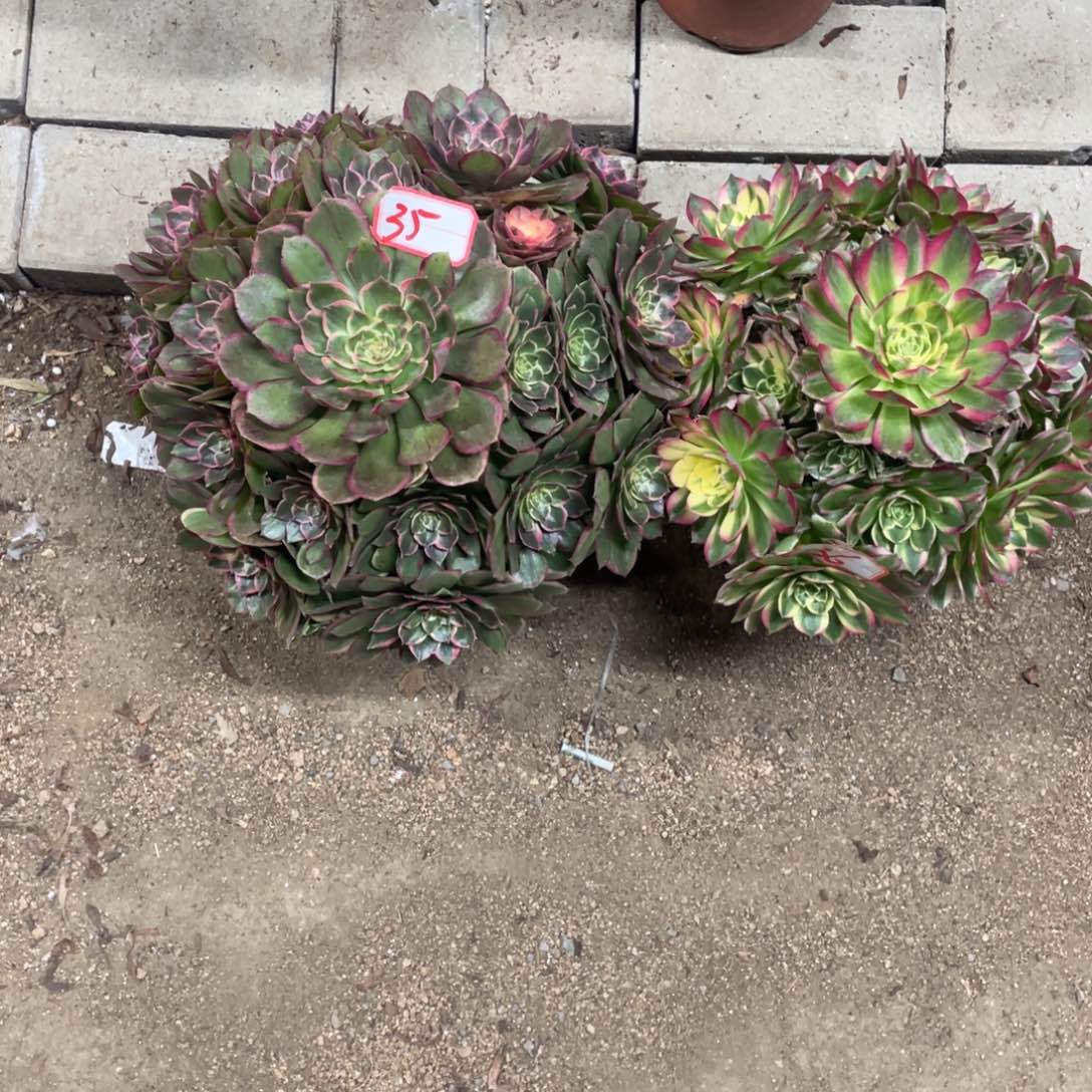 缥***缈法师多肉植物等多