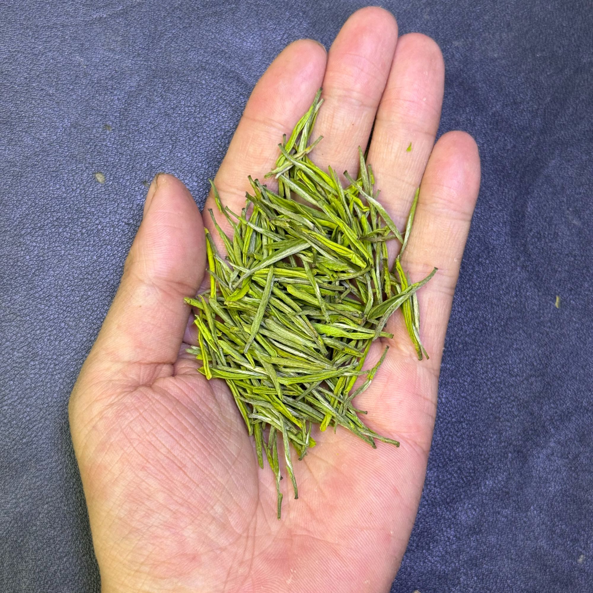 【金香玉】【299款】2025新茶 甜香鲜爽 不苦涩 绿茶 