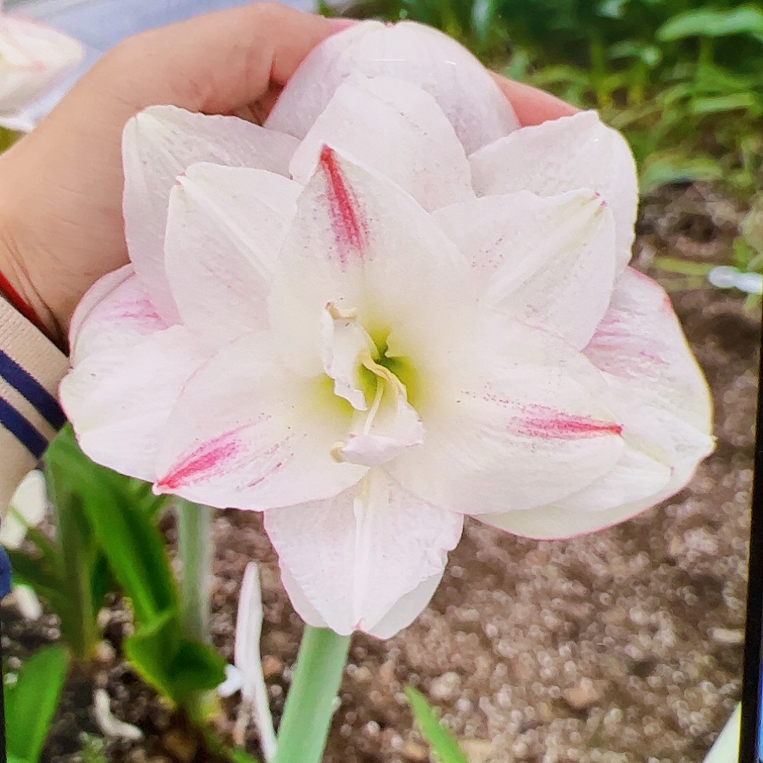 朱顶红新品蜜桃奶昔5-6cm