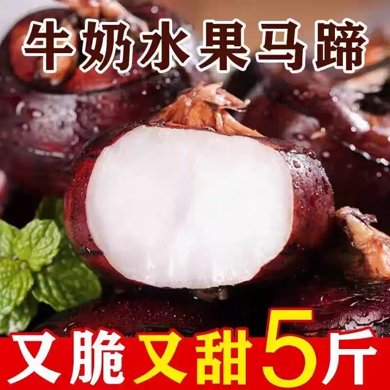 【福利】新鲜现挖马蹄荸荠清甜脆爽多汁当水果吃的爽口地梨