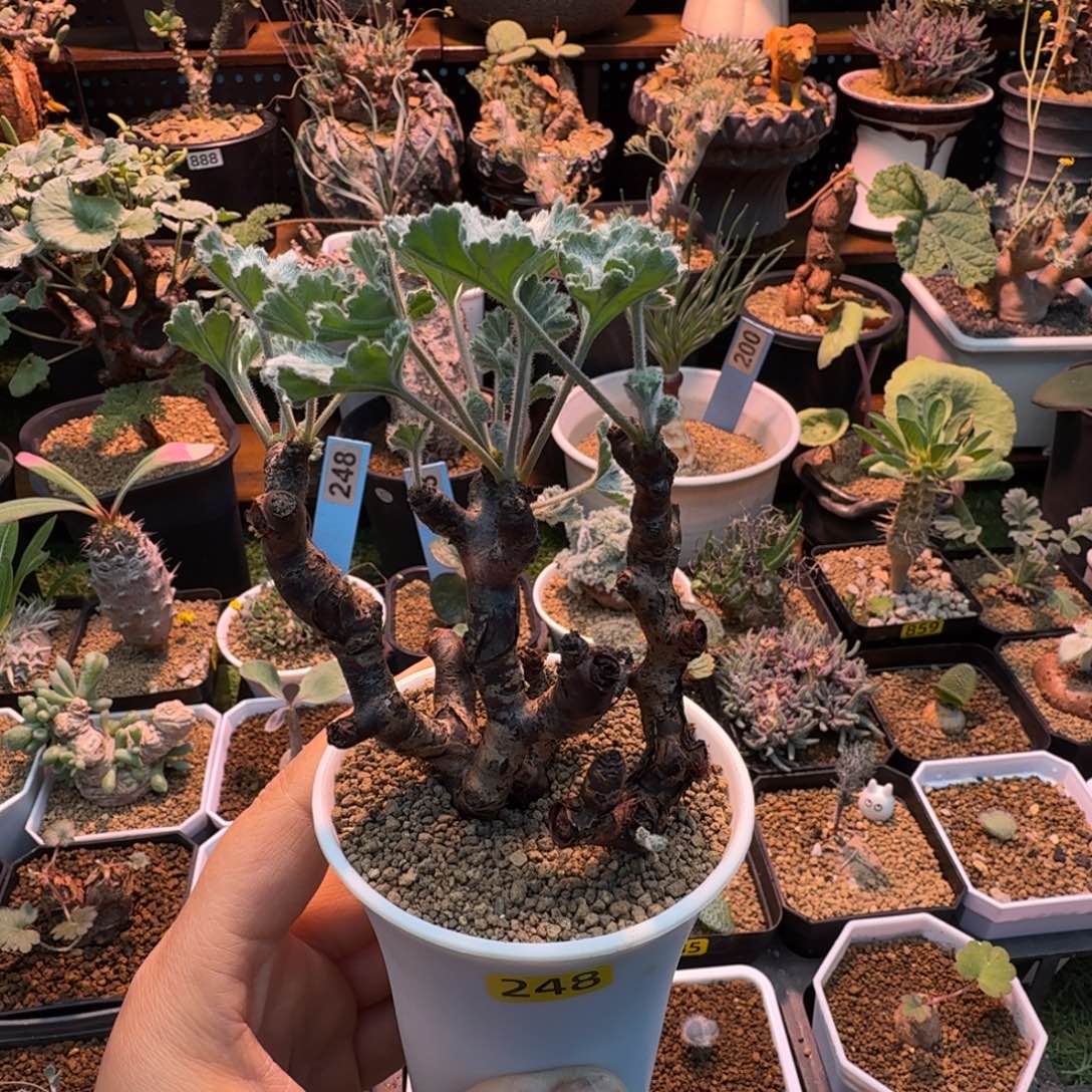 六***线枝干洋葵(产地248)