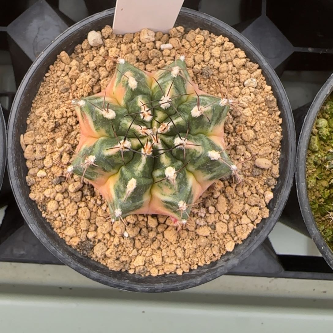 73-0215侧芽脱土发多肉