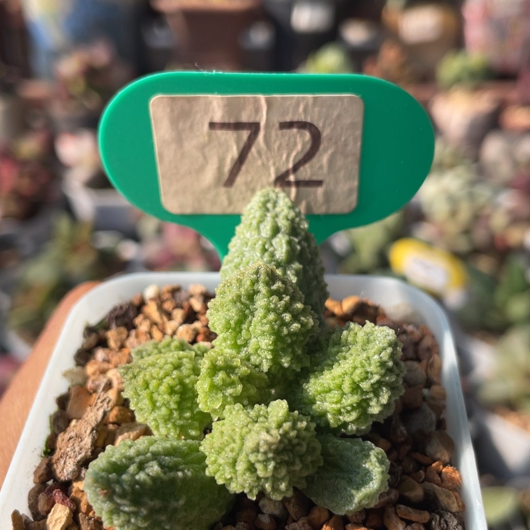 立****厂      大又翠绿石。