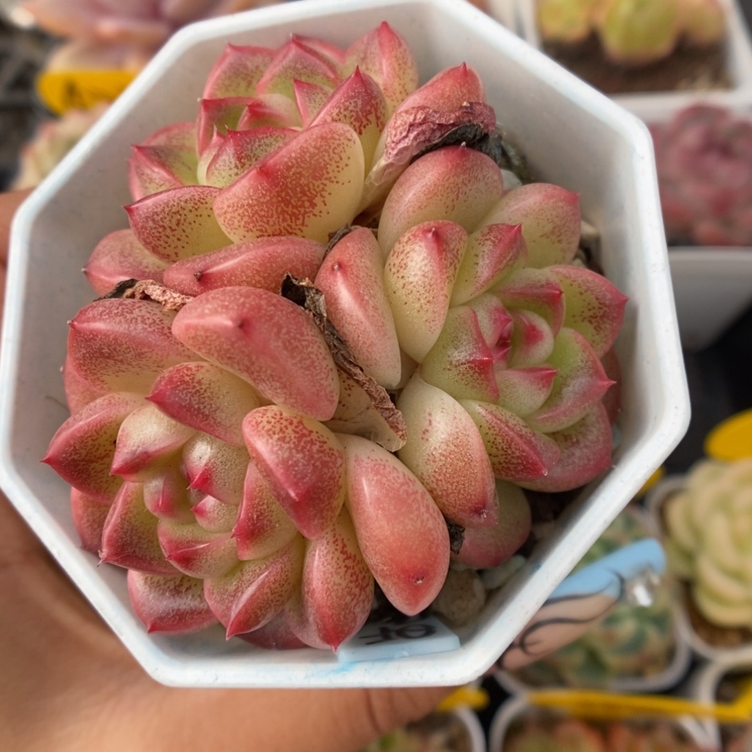 油透珍妮群生5210号