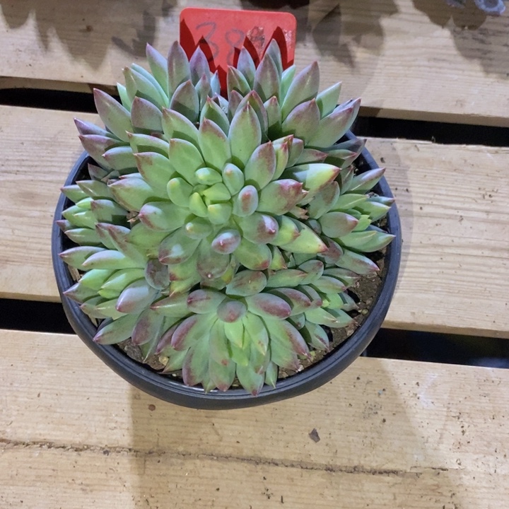 你不去上班就好的