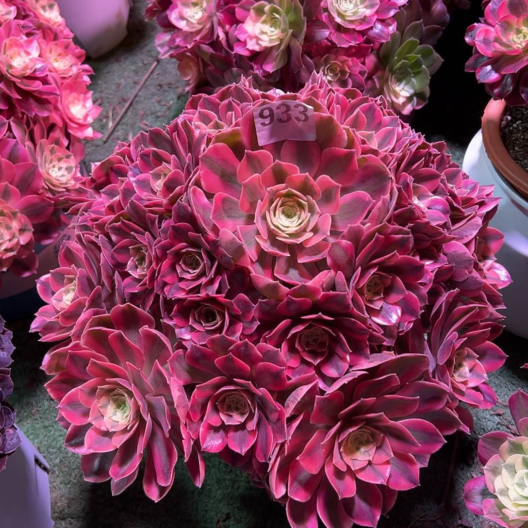 933红粉佳人法师多肉