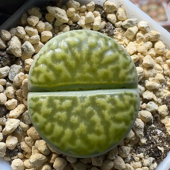 生石花1111111。   203