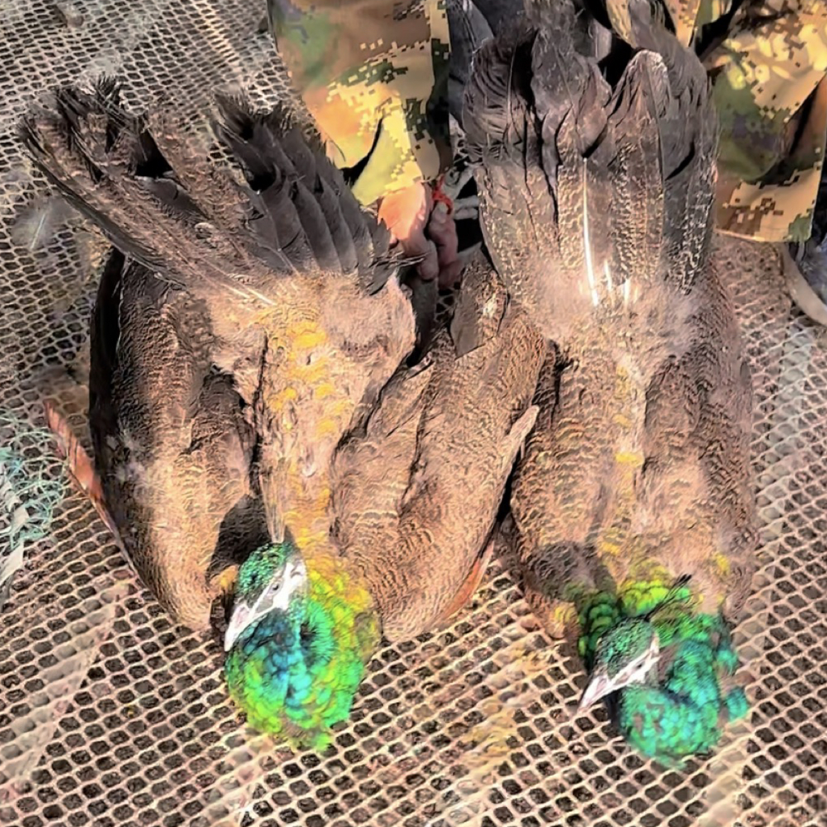 6斤左右蓝孔雀宠物鸡（京东发货）