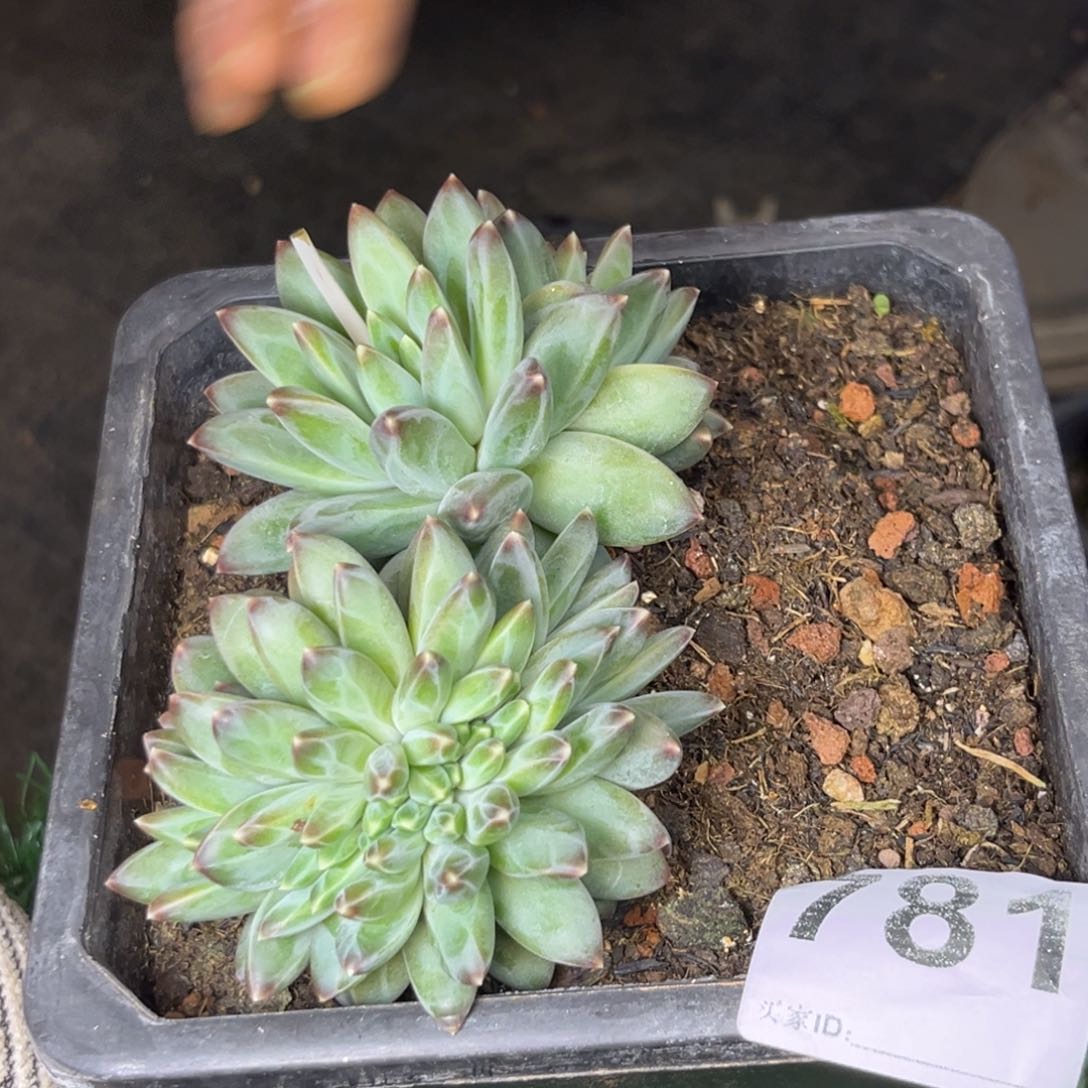 美人缀多肉植物781