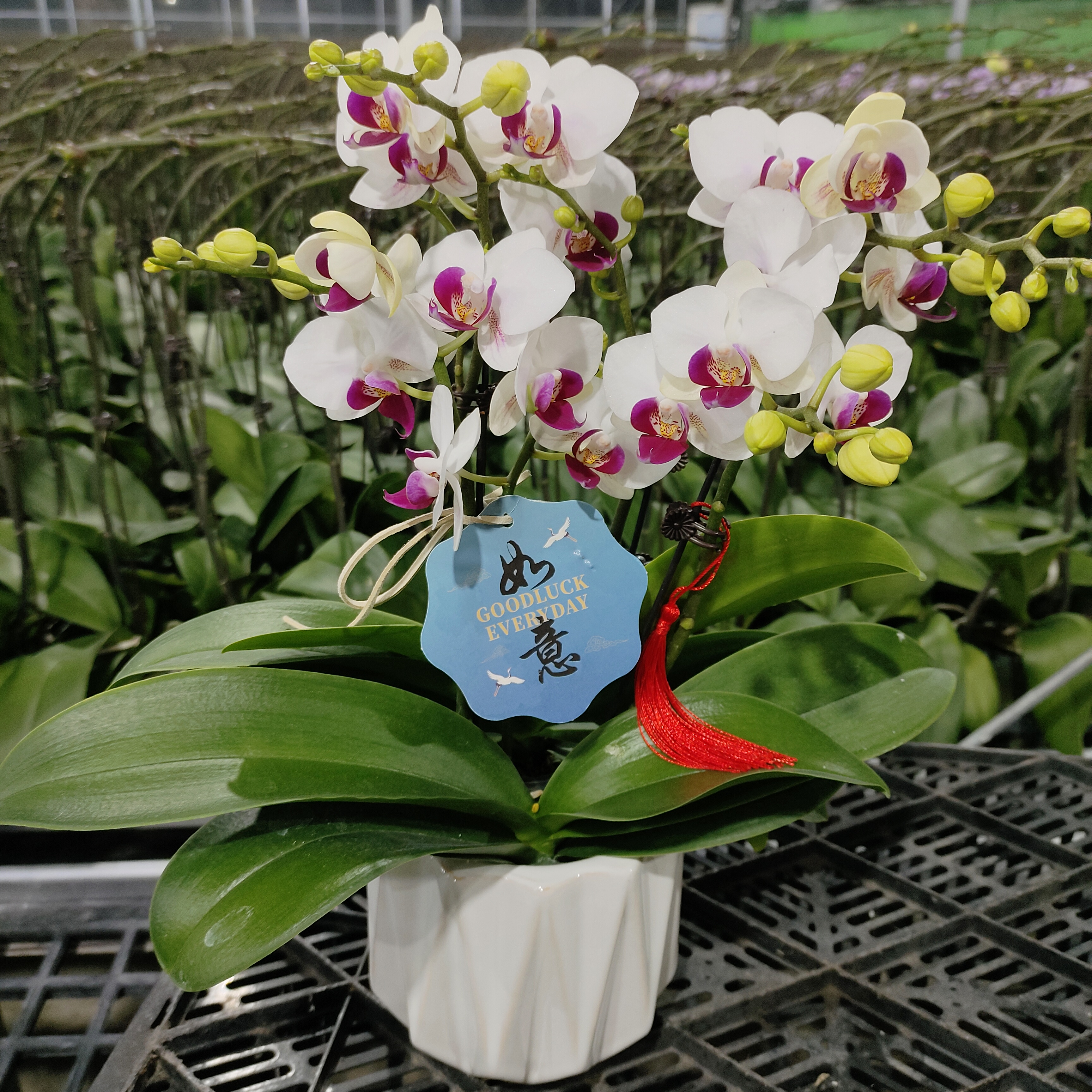 成功【避风港】蝴蝶兰花卉四季好养基地直发