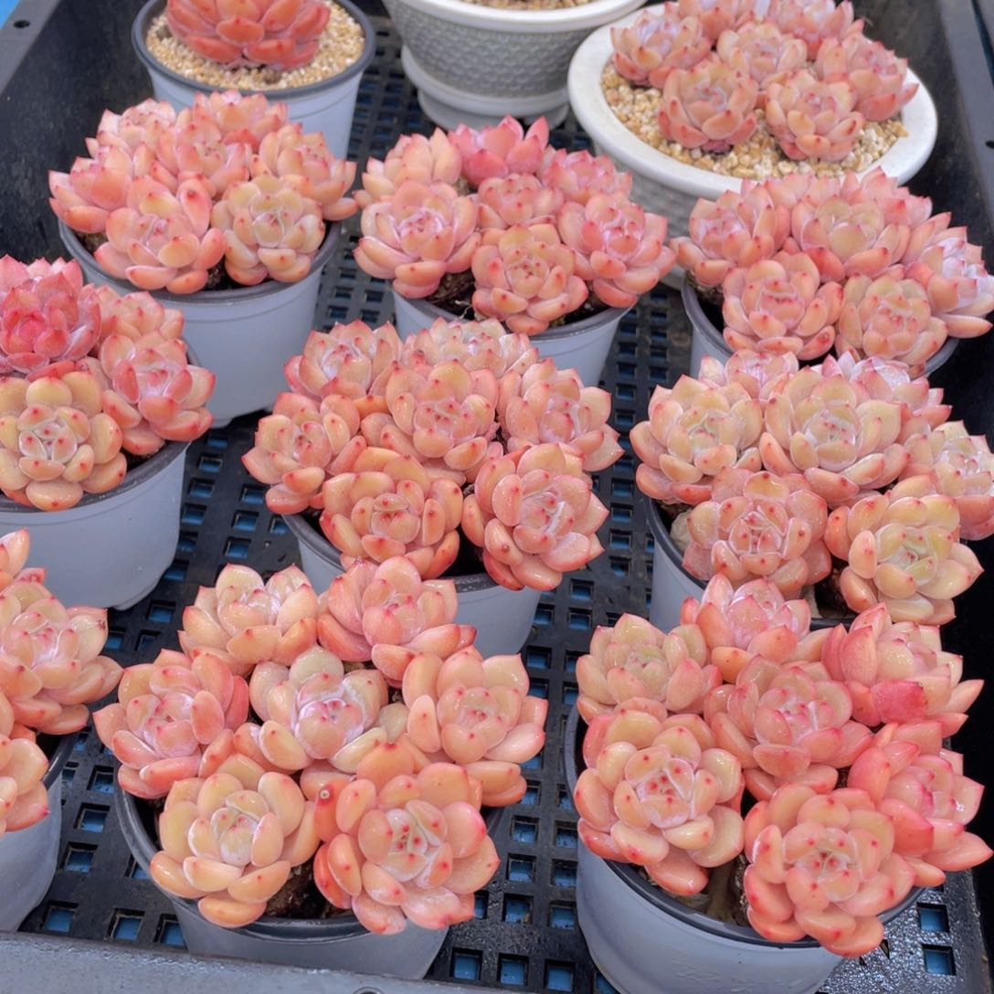 量拍1号 果冻韩版仙女橙单头组合七个