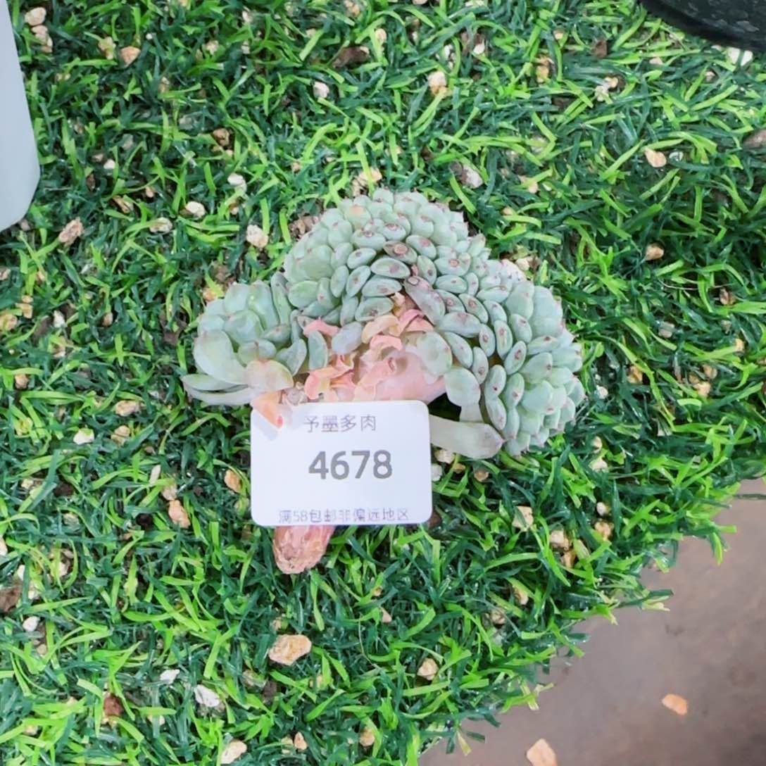 白胖子，4678多肉植物