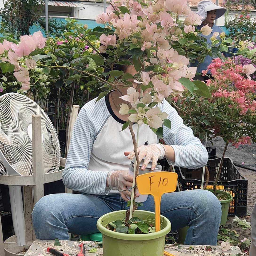 紫***莓大部分花苞少量开放F10暗斑丽人