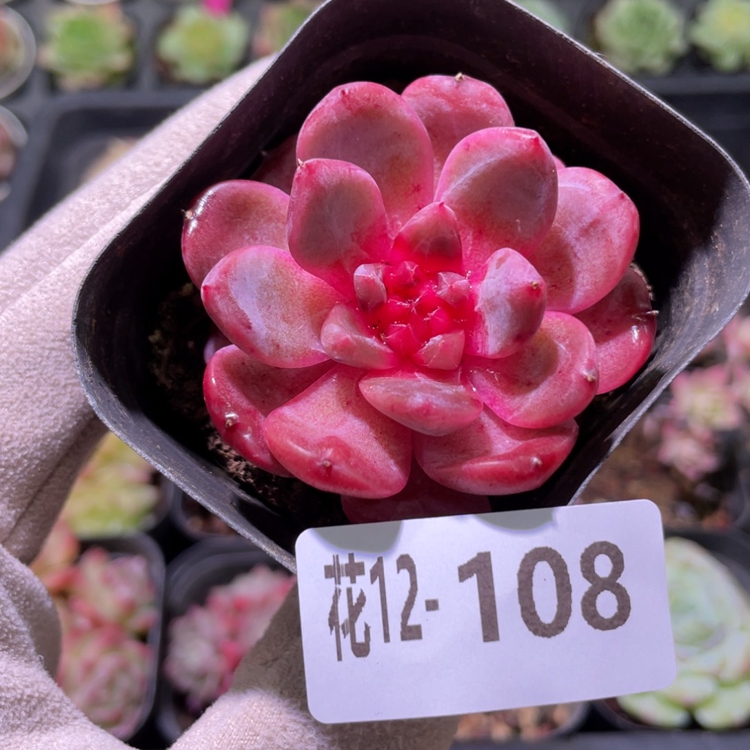 花利美12-108新品单