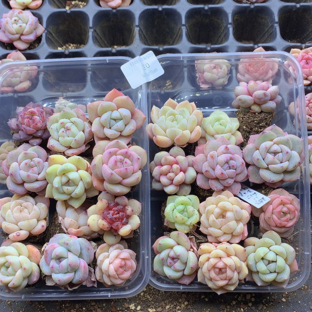 反反复复还是很开心037