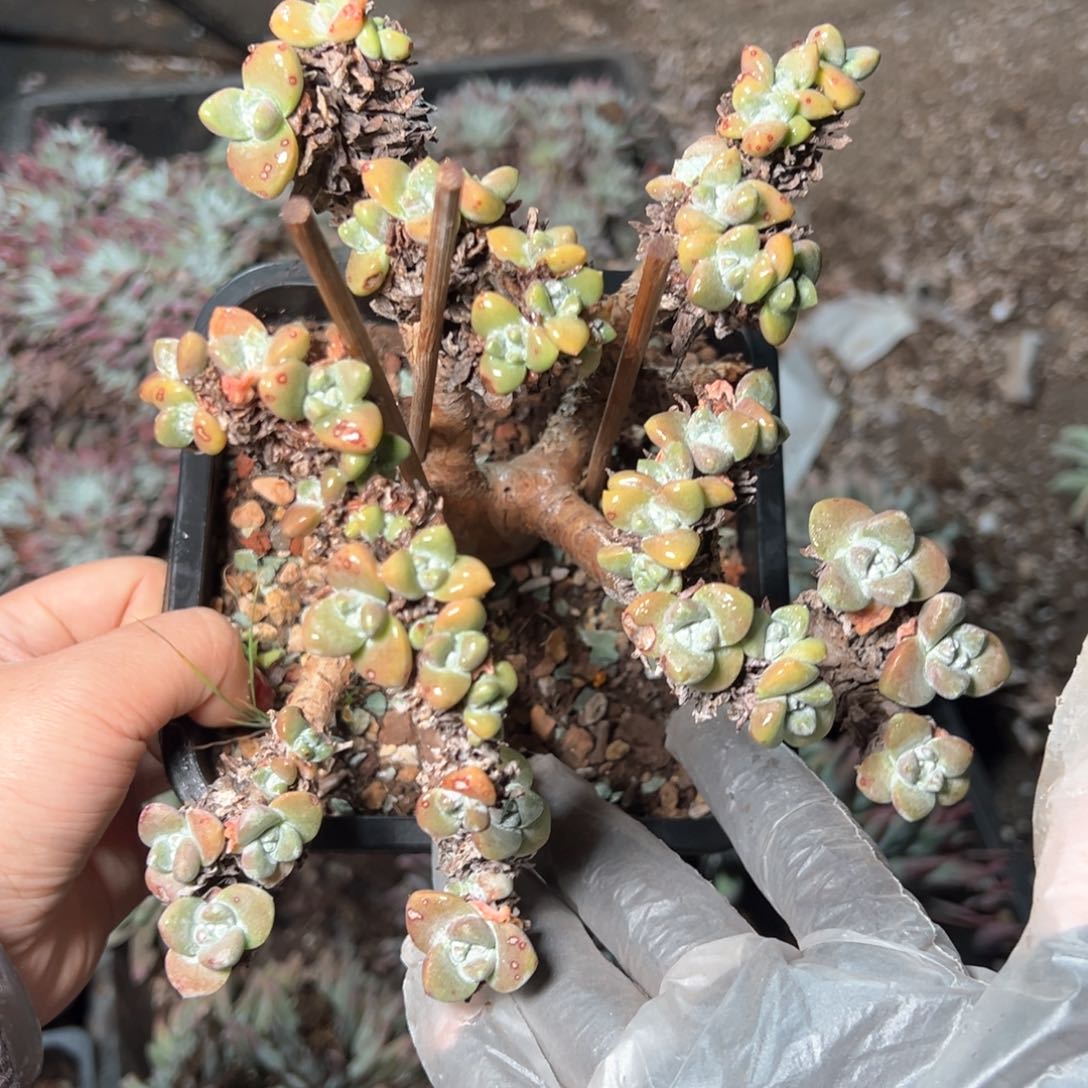 7085苹果叶杂交瑕疵福利