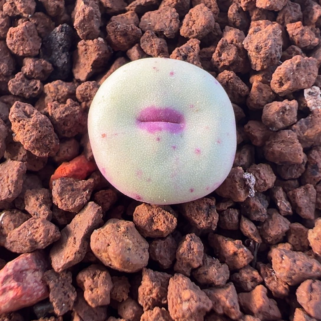 175多肉植物种类多样