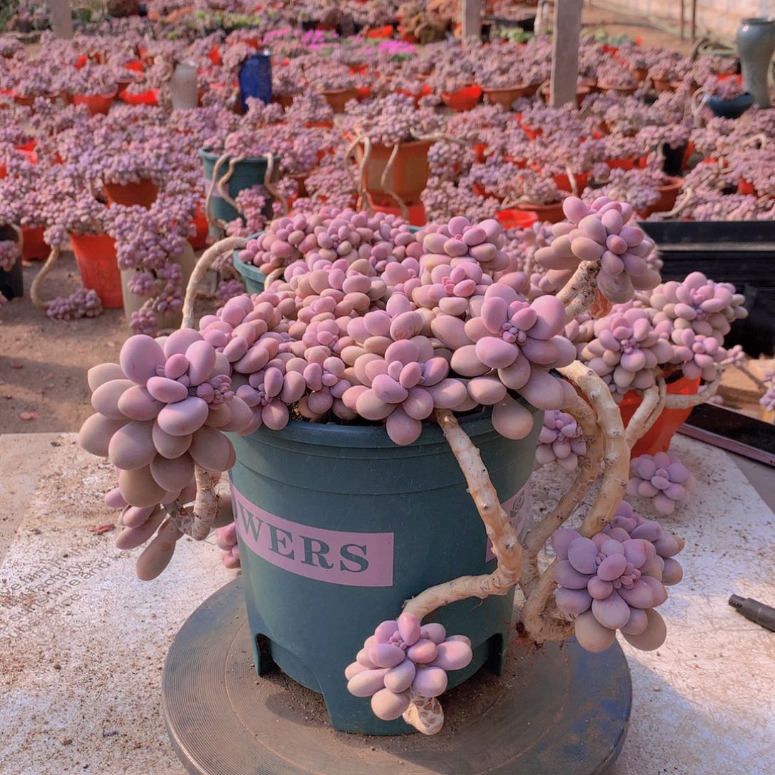 37一物一拍桃蛋老桩