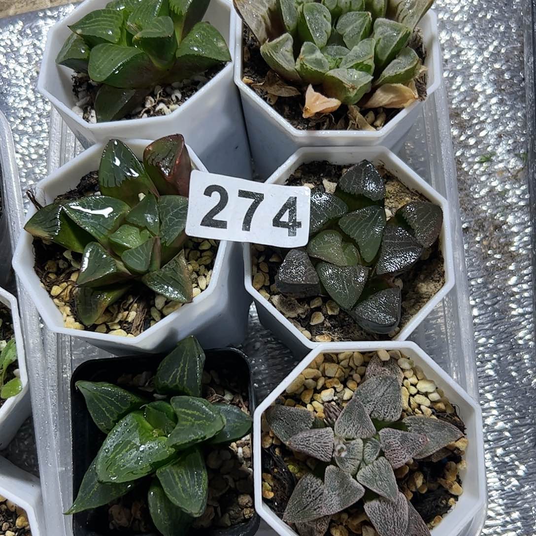 脱土带伤无根十二卷多肉