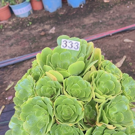 用***莲多肉植物一个绿玫瑰