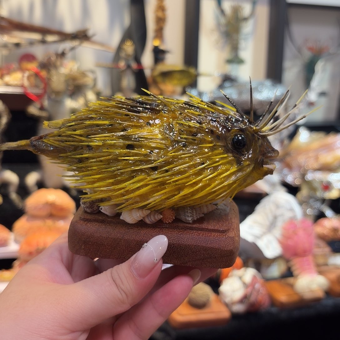 真实刺豚生物标本