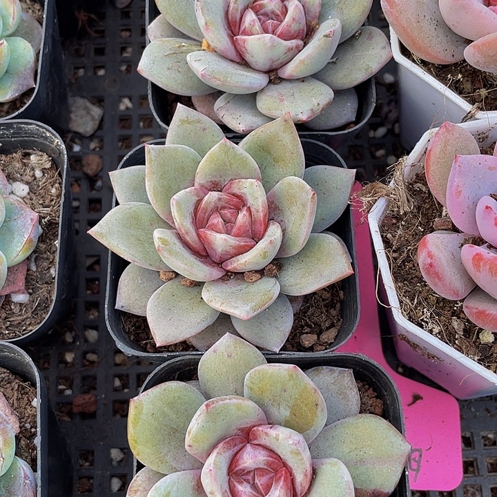 德国香槟带盆土发