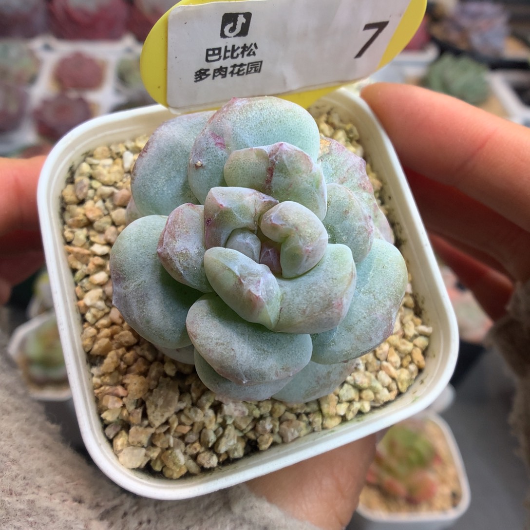 7冰玉石化多肉植物