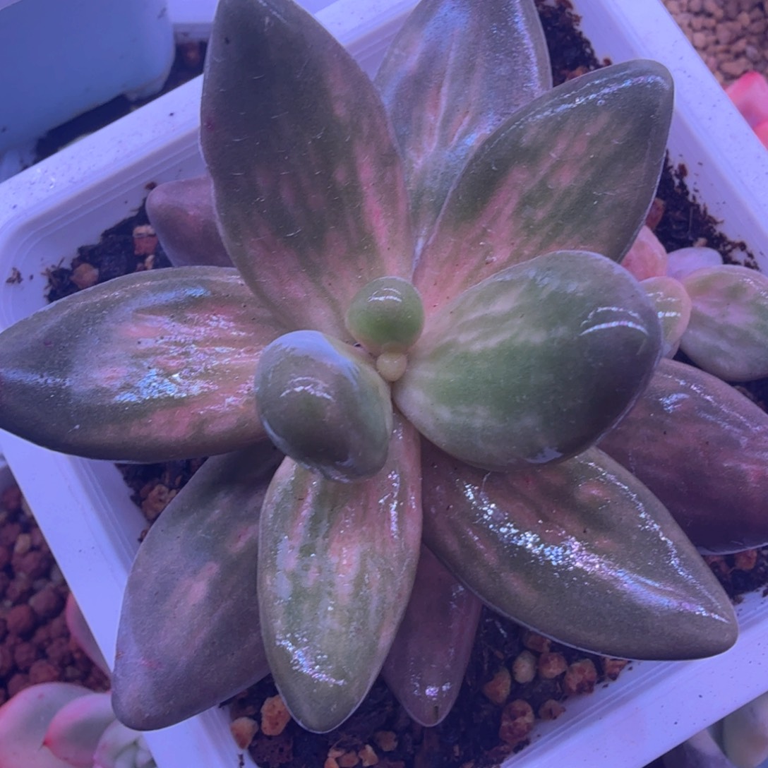 手指锦拉丝 多肉植物