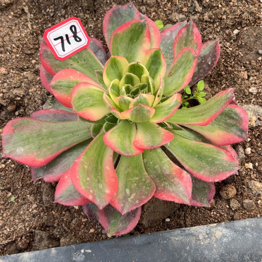 718多肉植物拉菲皇后