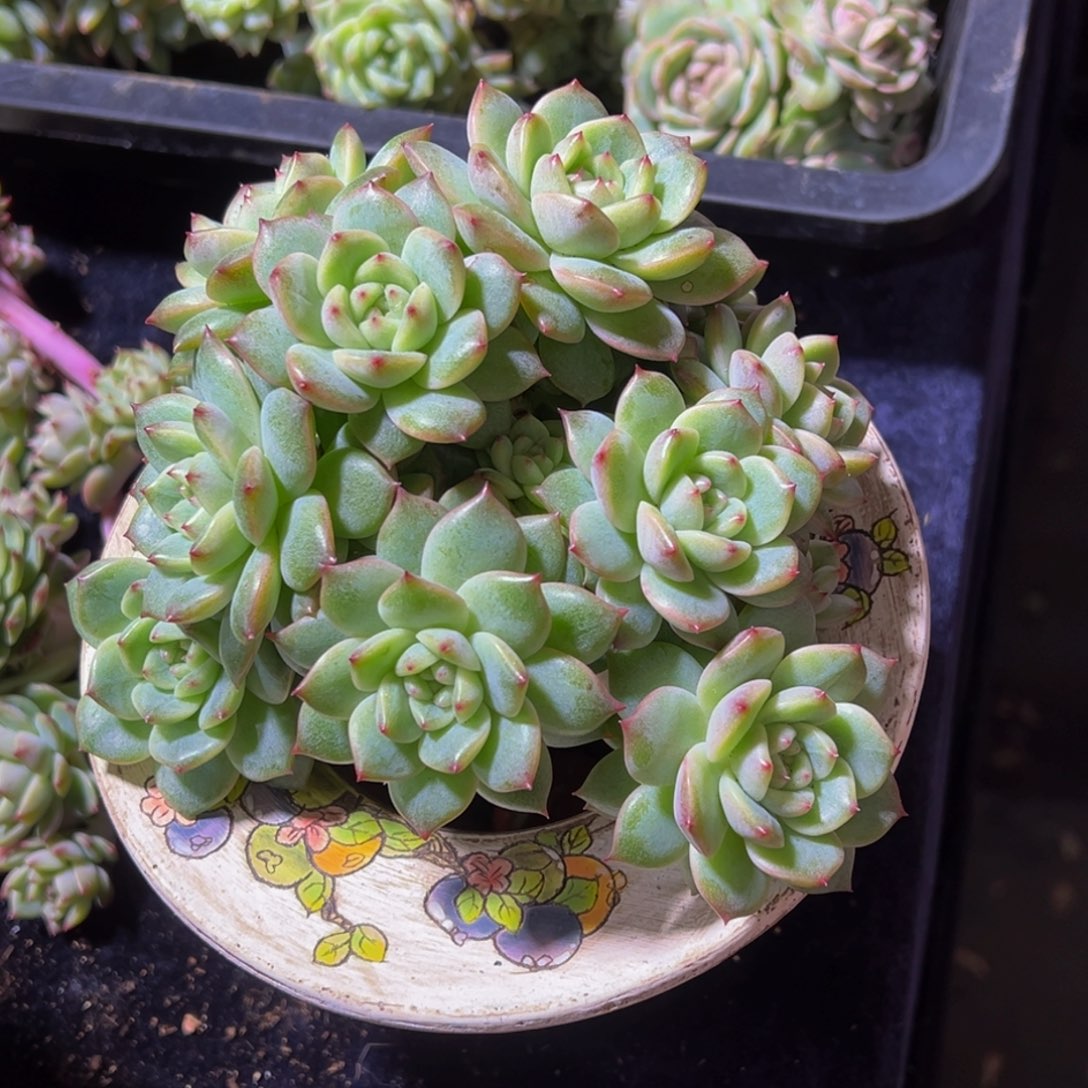 小***儿樱桃珍妮天天开心