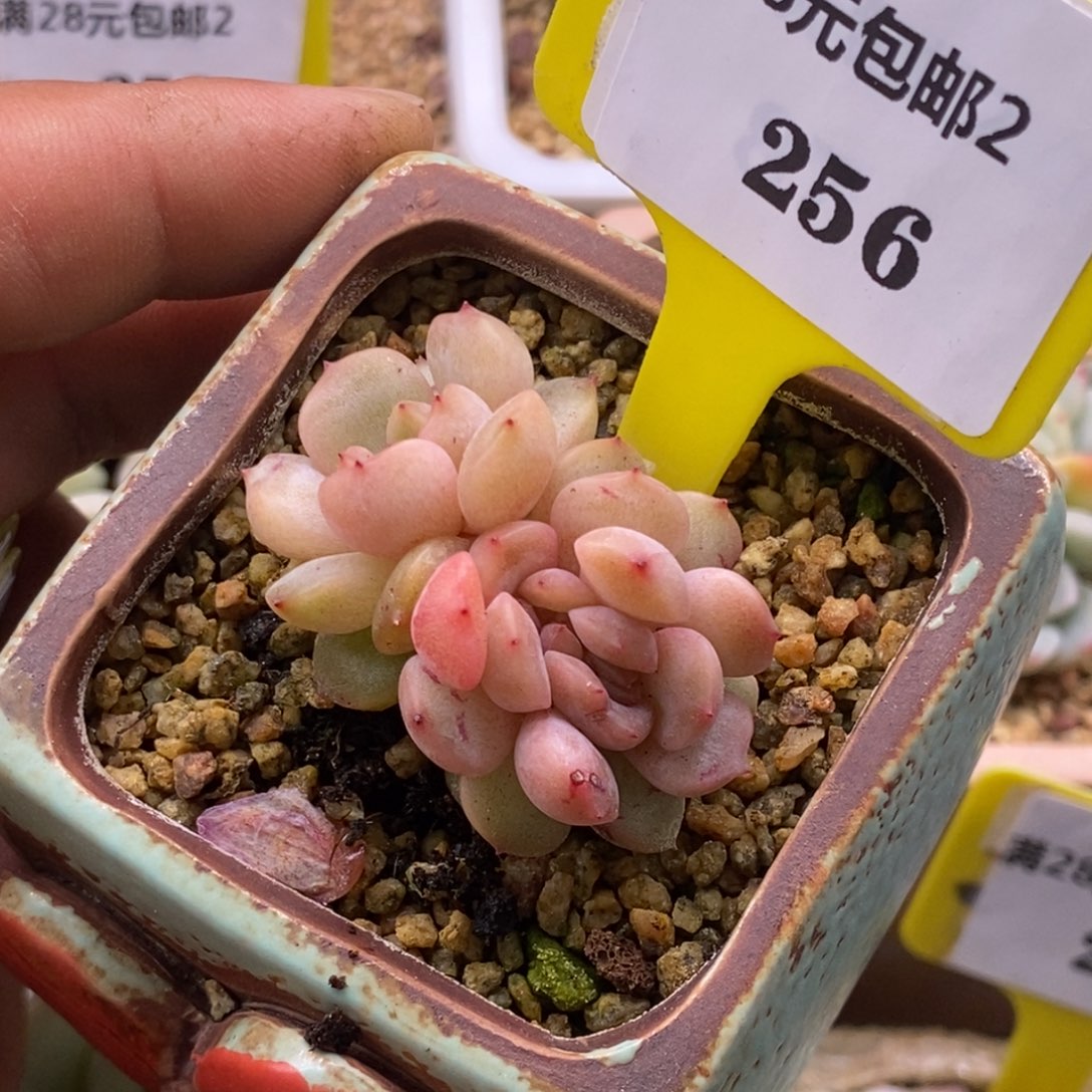 2256红恋缀多肉植物