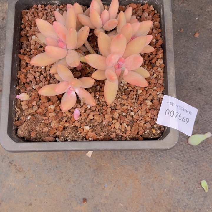 琳***琳多肉一物一拍7569带盆土