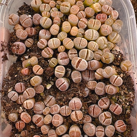 【闪购商品】25056