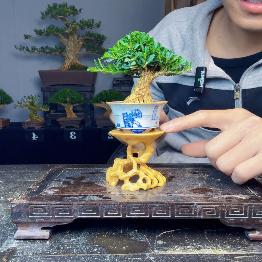 真***一无花朵黄杨盆景一物一拍