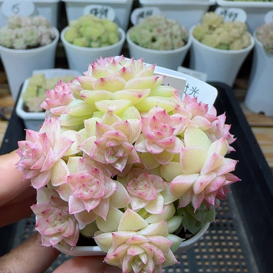 【闪购商品】0310-188（ttp-188-2）