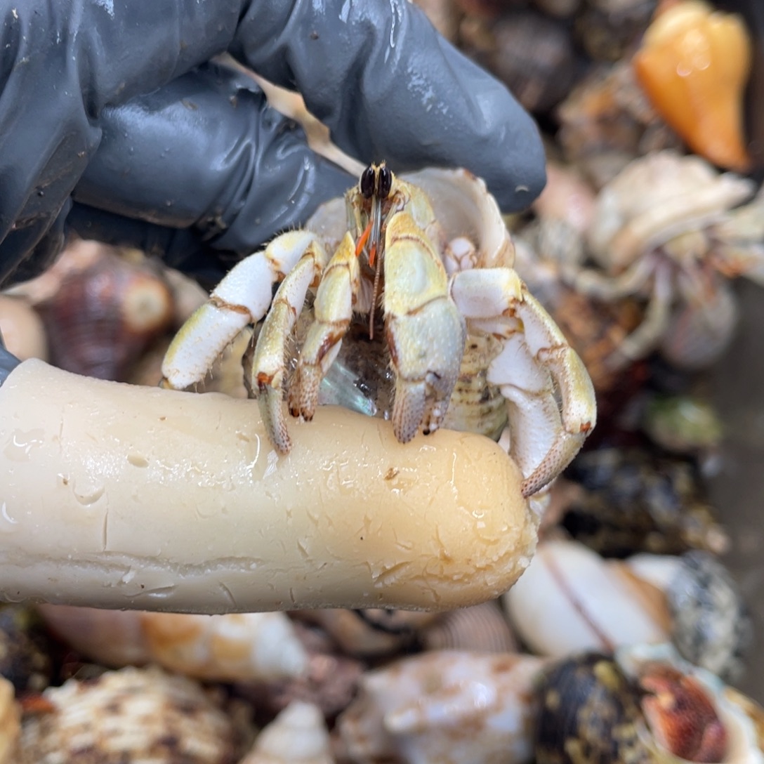 不退不换活体宠物104