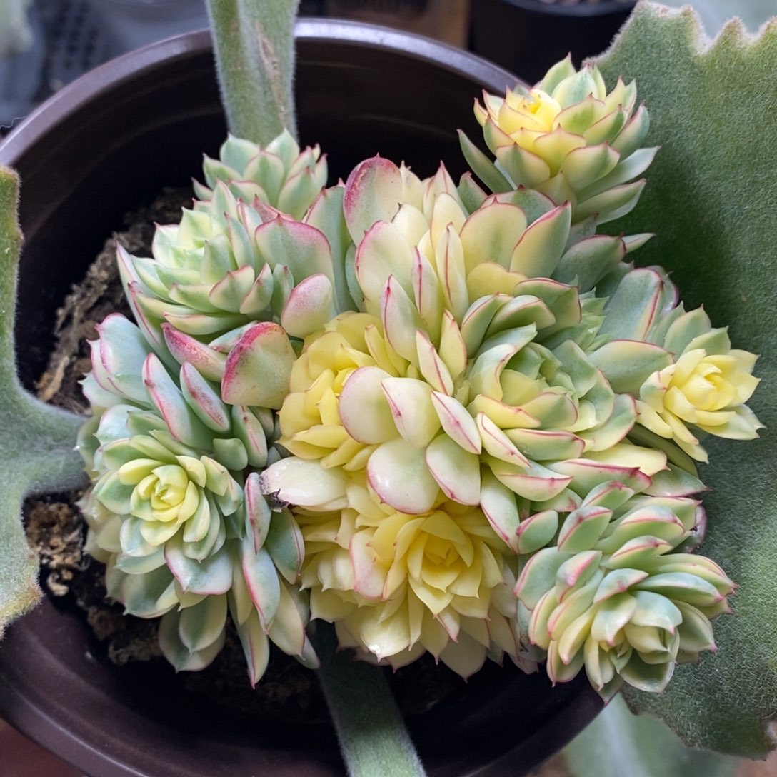 414梦幻玫瑰锦群生嫁接的