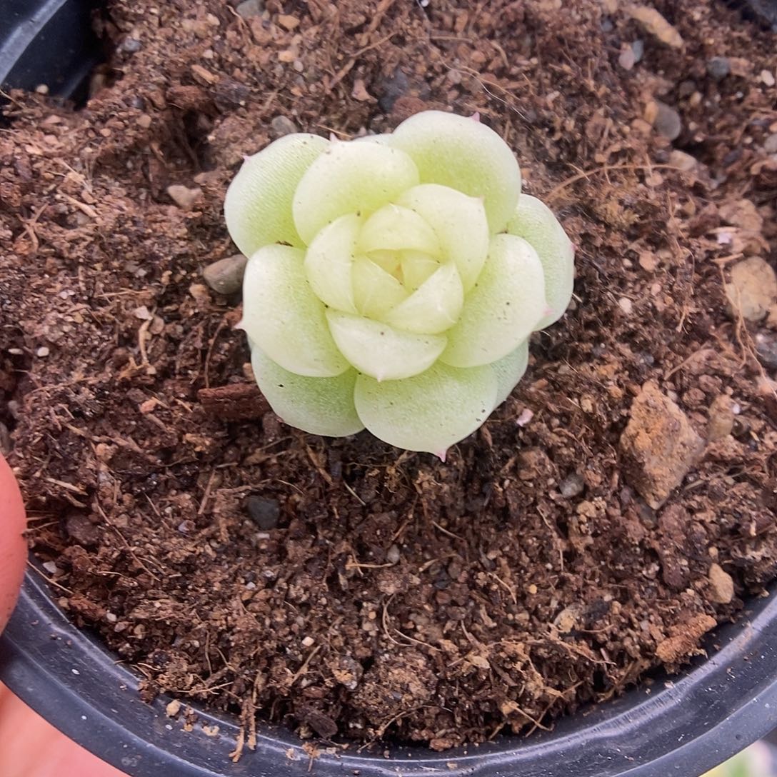 一物一拍一物一拍921-390