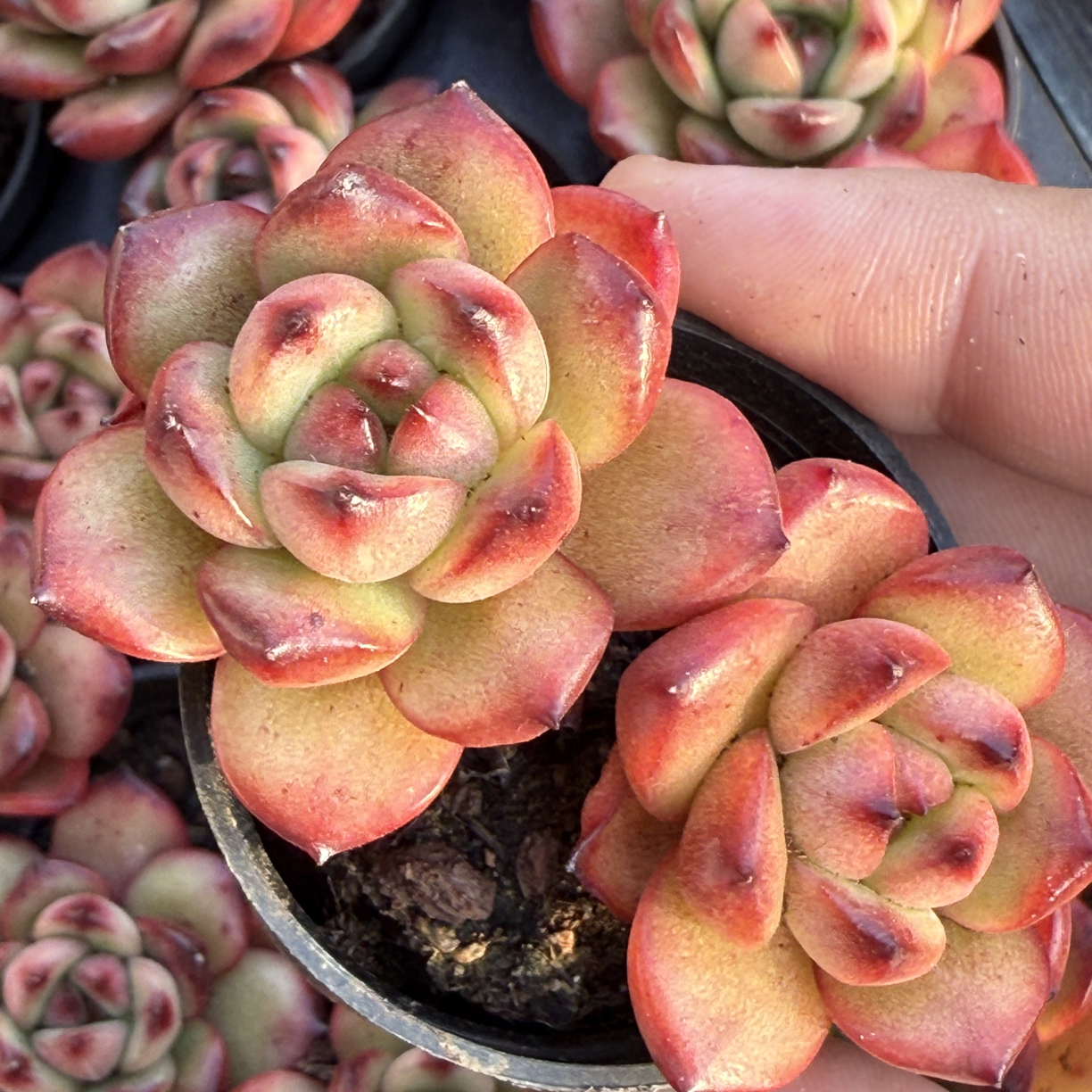 优选韩版tm精品多肉植物办公室阳台绿植盆栽花卉（满18包邮）