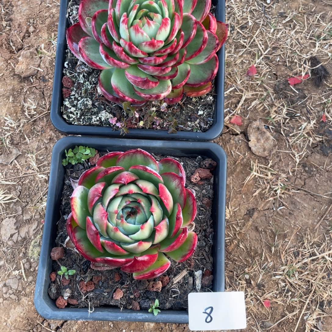 惊鸿仙子瑕疵两颗