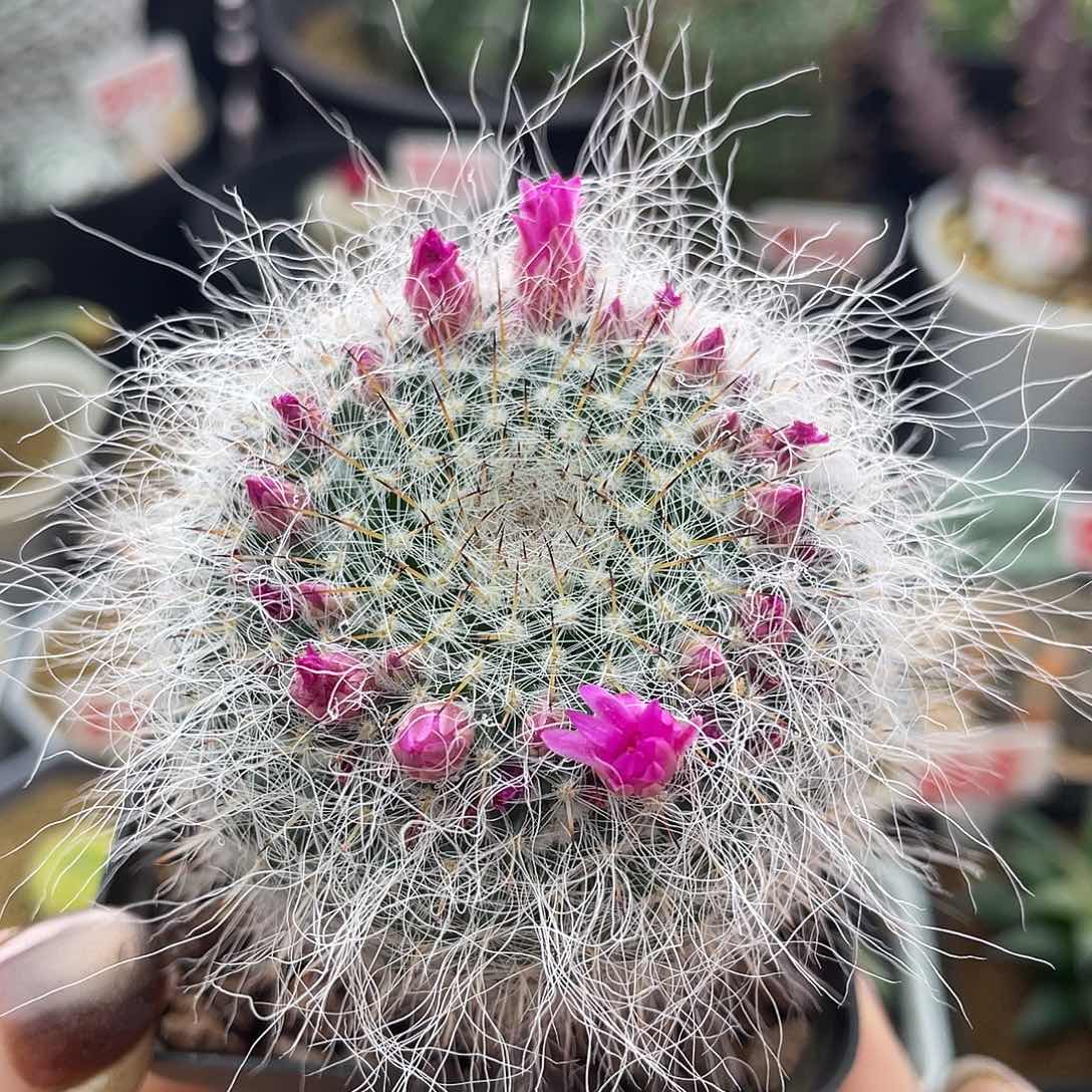 实生长毛银河玉翁仙人球多肉