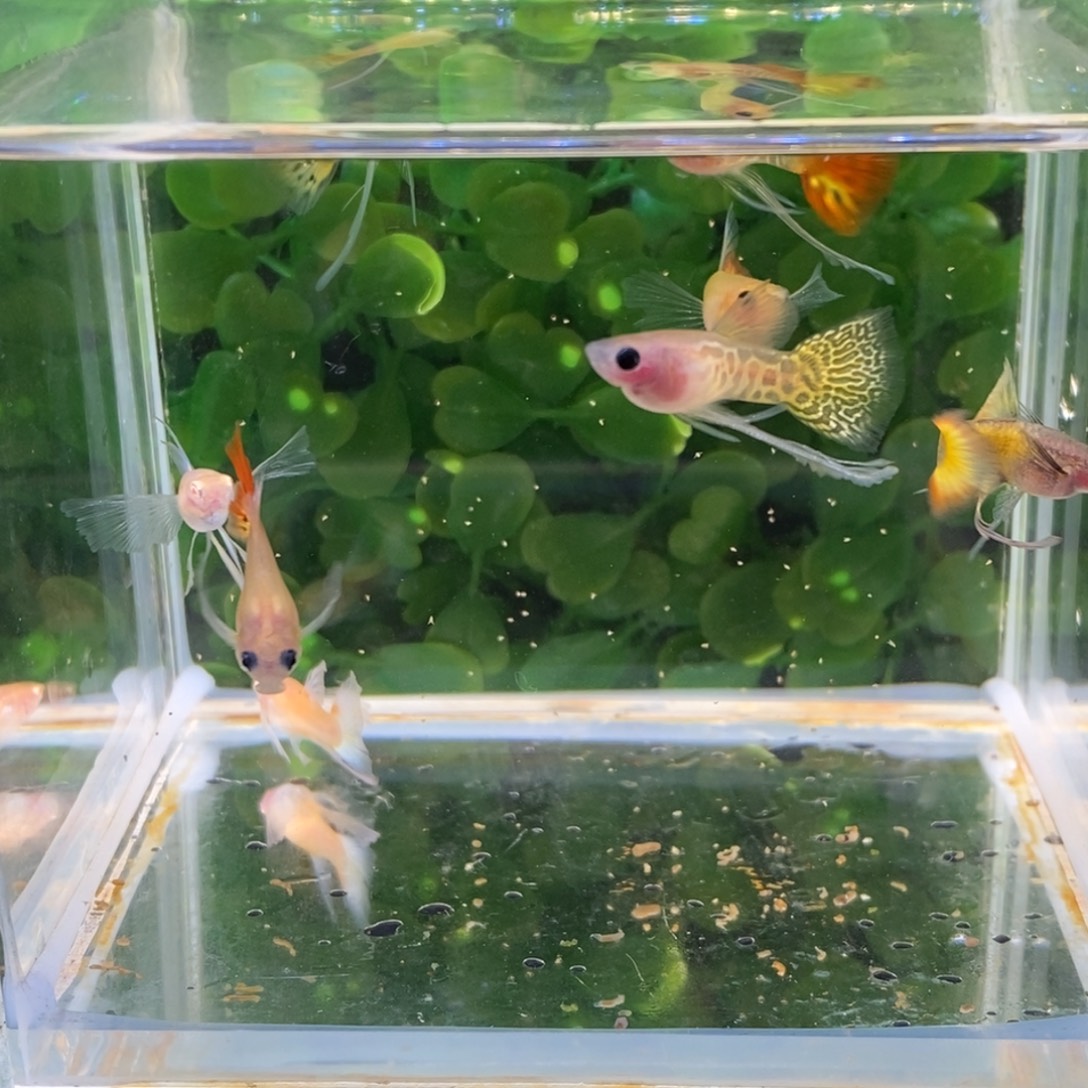 孔雀鱼非繁殖组缎带八条