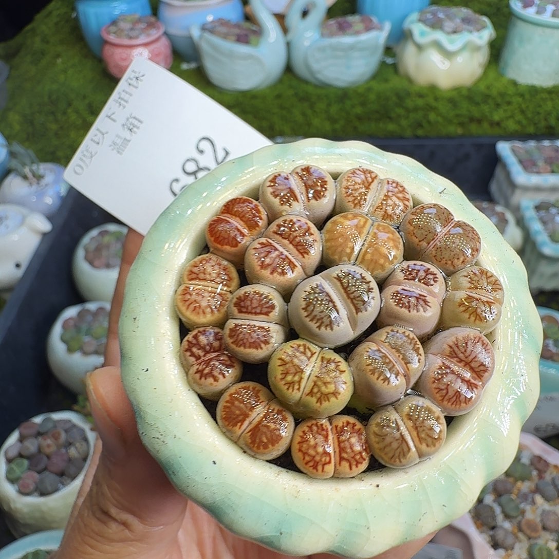 多肉植物福利冲682