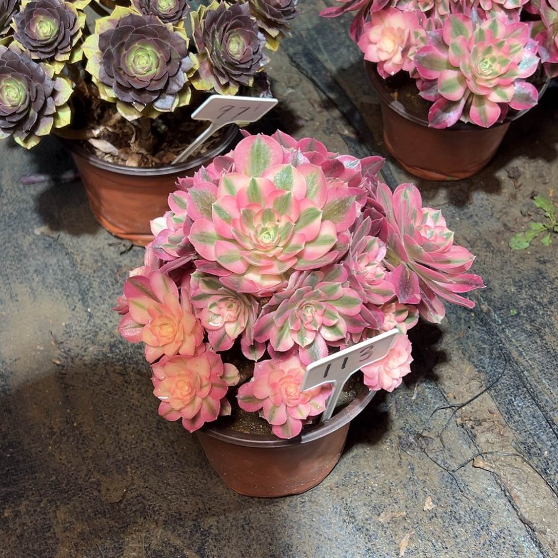 113多肉0000000000000000