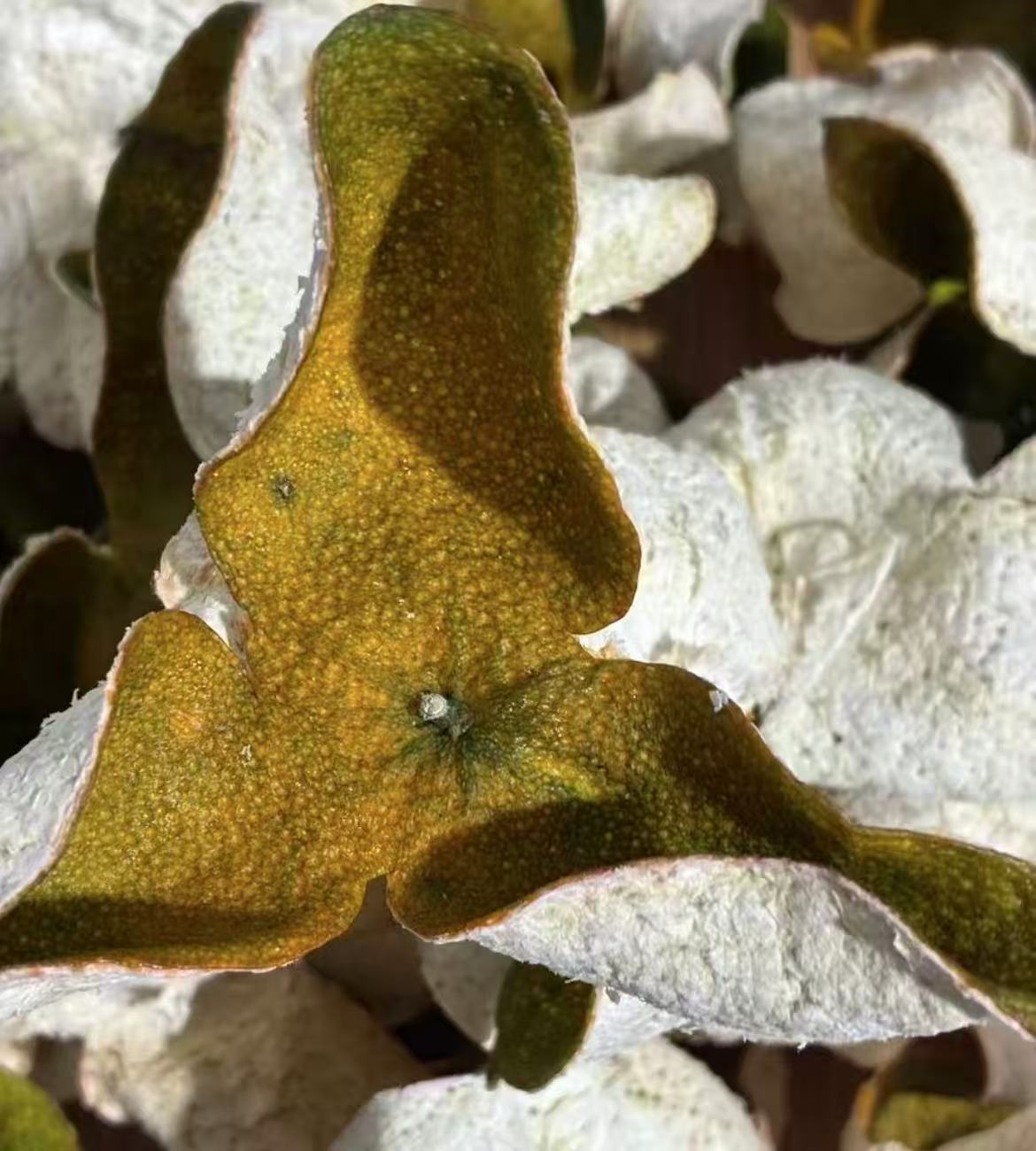 【新会发货】2025天马圈枝二红自然生晒回甘回凉精选整皮